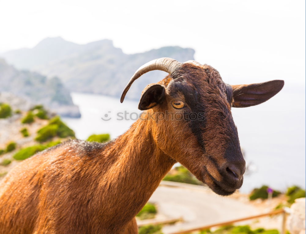 Similar – This little llama in the ruins of Machu Picchu