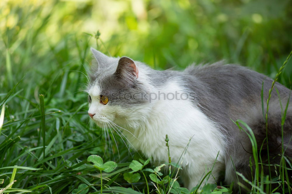 Similar – Image, Stock Photo Baby Cat Playing In Grass