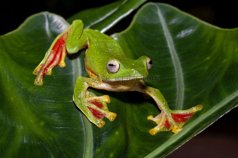 Similar – Baby Frog on Flower Bud