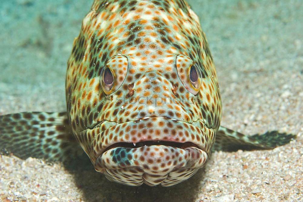 Similar – Close-up of a scalar in an aquarium