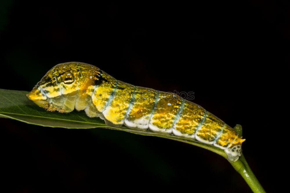 Similar – Image, Stock Photo Dendrobates leucomelas