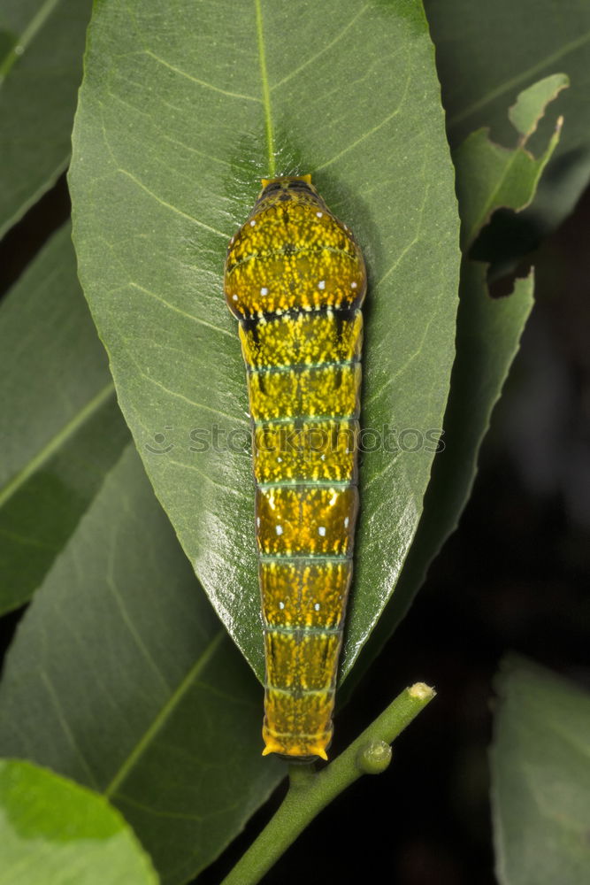 Similar – Image, Stock Photo bootlicker Snail Animal