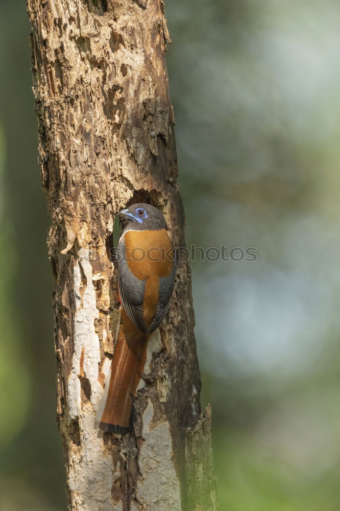 Similar – Image, Stock Photo nuthatch Nature Animal