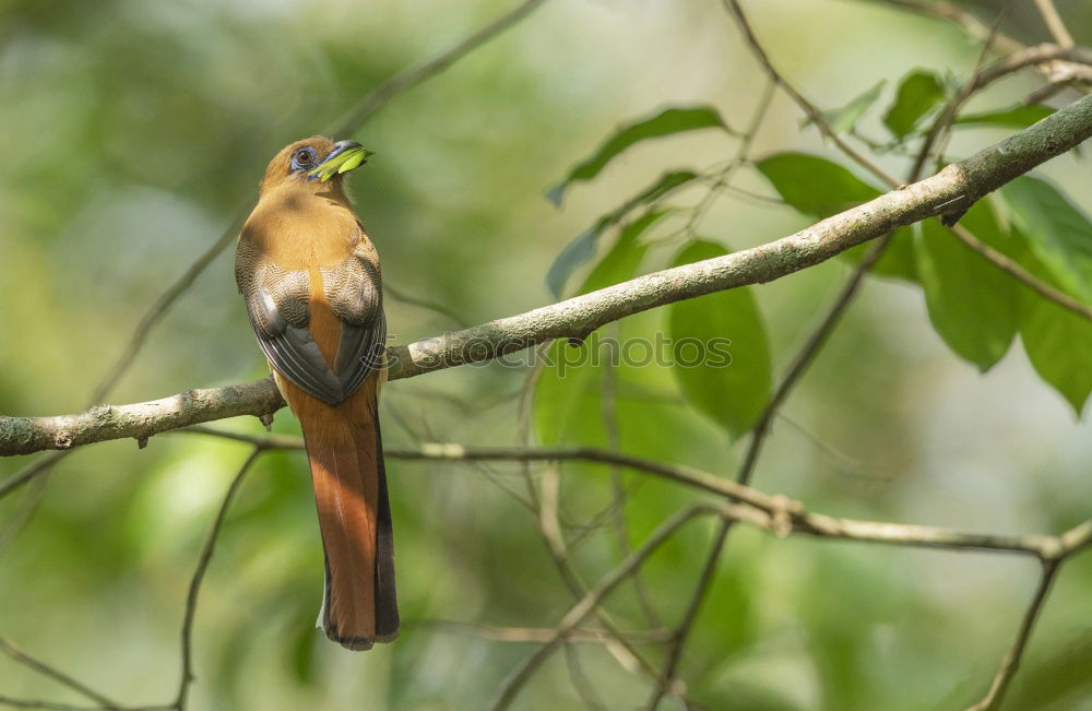 Similar – Kingfisher on Sri Lanka