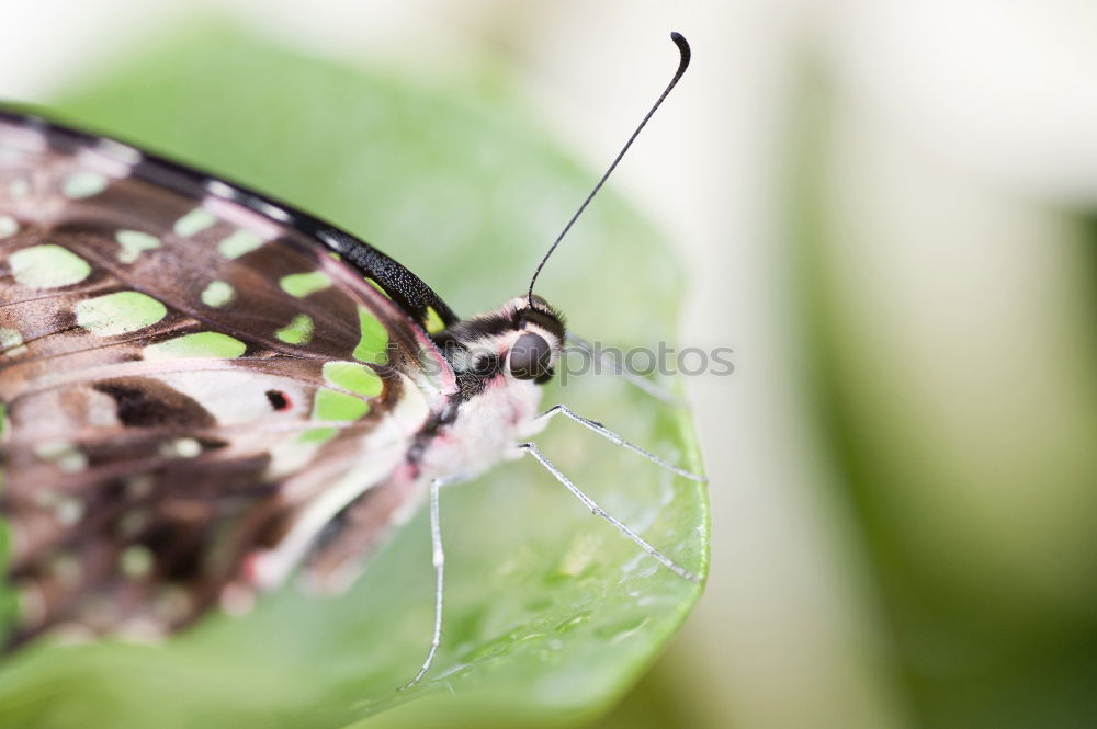 Similar – Image, Stock Photo butterfly Nature Plant