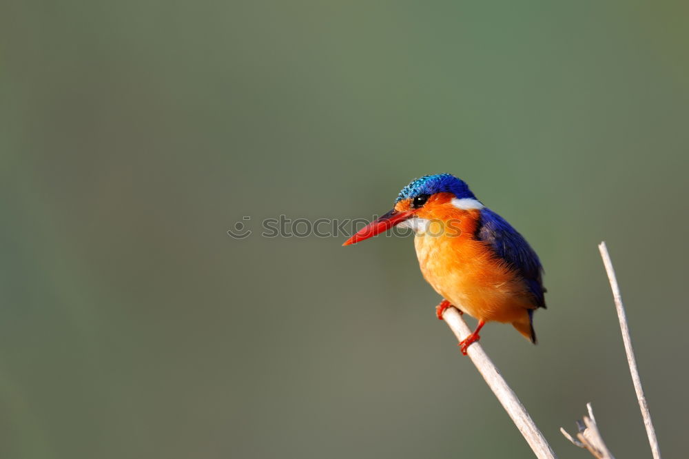 Similar – Kingfisher on a branch