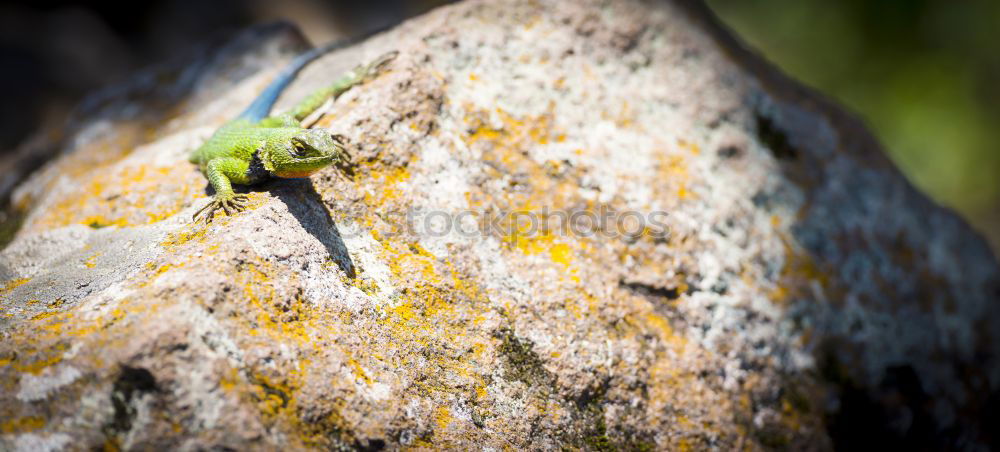 Similar – Young cranberry plant growing out of dead tree stump.