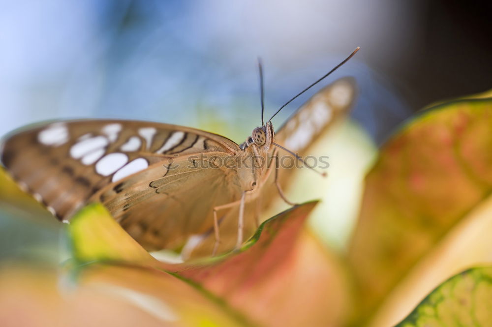 Similar – Peacock butterfly in September