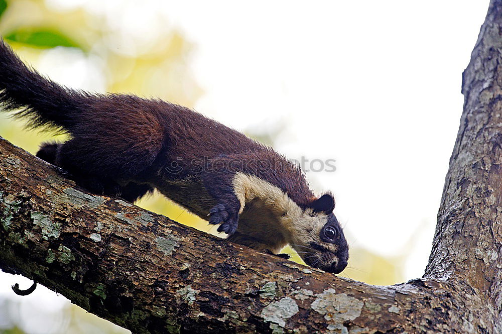 Similar – Squirrel stretches out