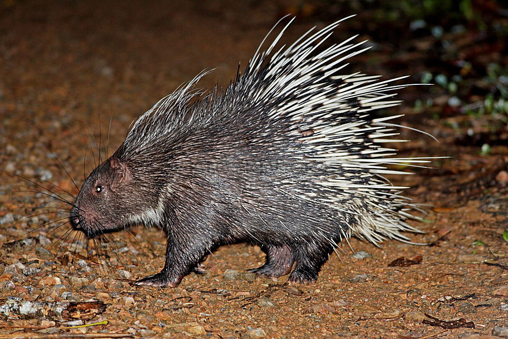 Similar – Foto Bild Gute Nacht Igel schlafen