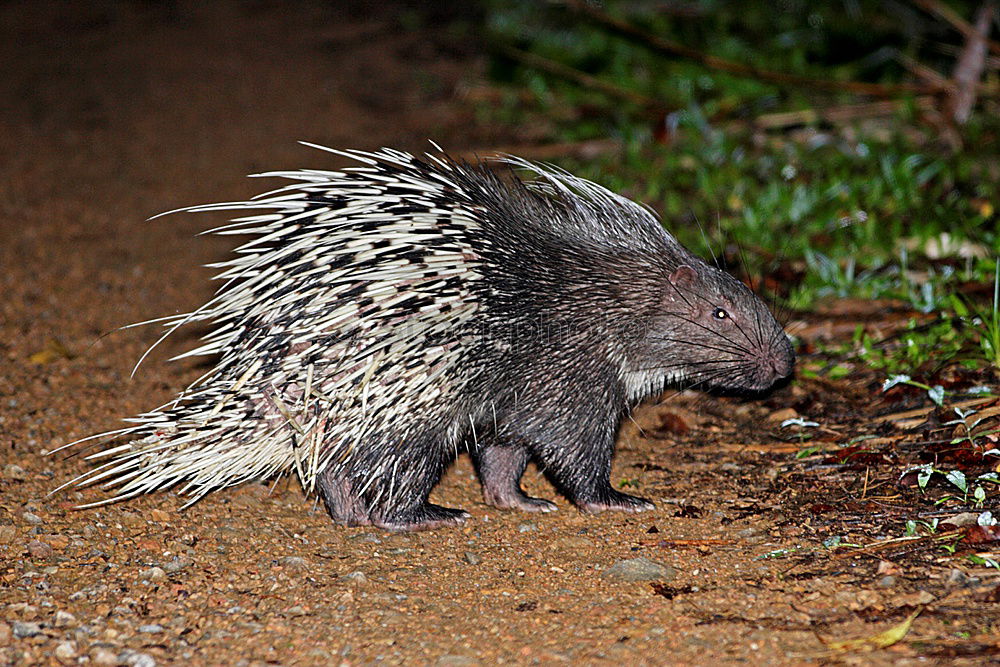 Similar – Image, Stock Photo hedgehogs Eating