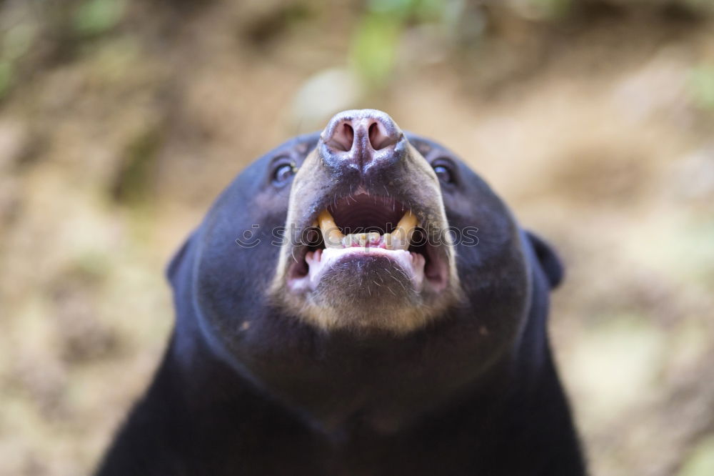 Similar – superlarge mouth Seals