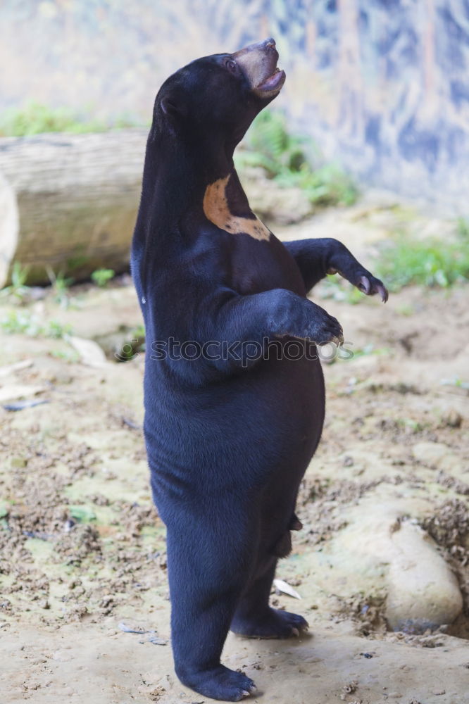 Similar – Image, Stock Photo polar bear Polar Bear