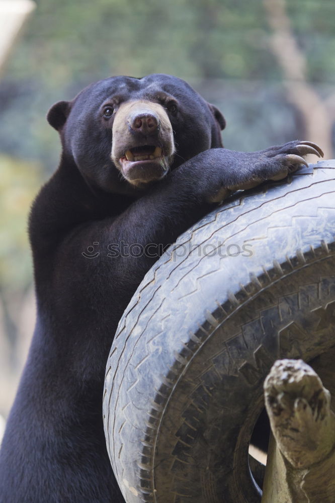 Similar – Image, Stock Photo Jambo, jambo Exterior shot