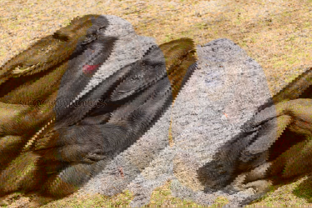 Similar – Image, Stock Photo on a cuddly course Zoo