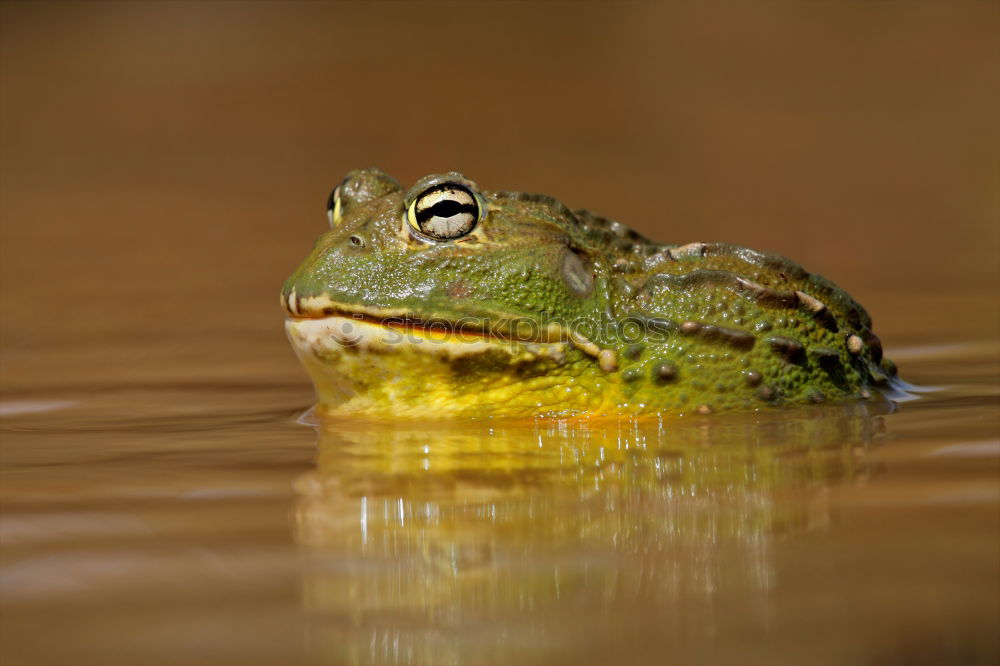 Similar – green monster grün Teich