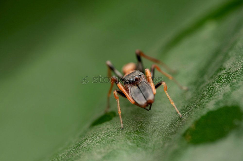 Similar – Image, Stock Photo unknown beetle Nature