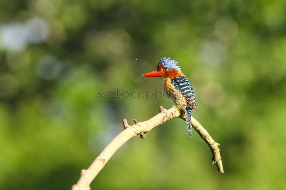 Similar – Image, Stock Photo great spotted woodpecker