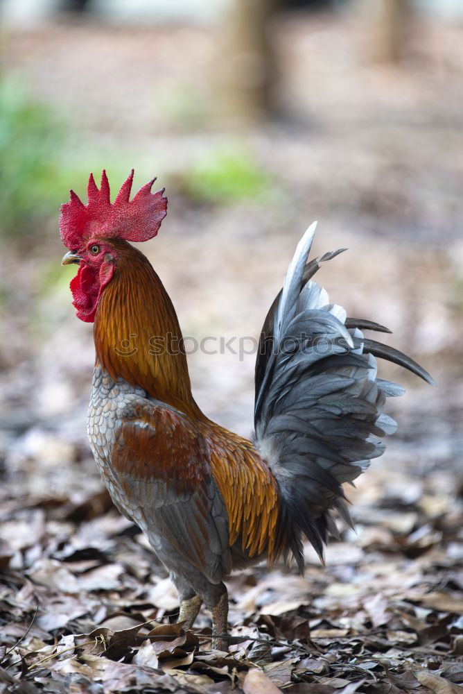 Similar – Image, Stock Photo Johanna the chicken Nature