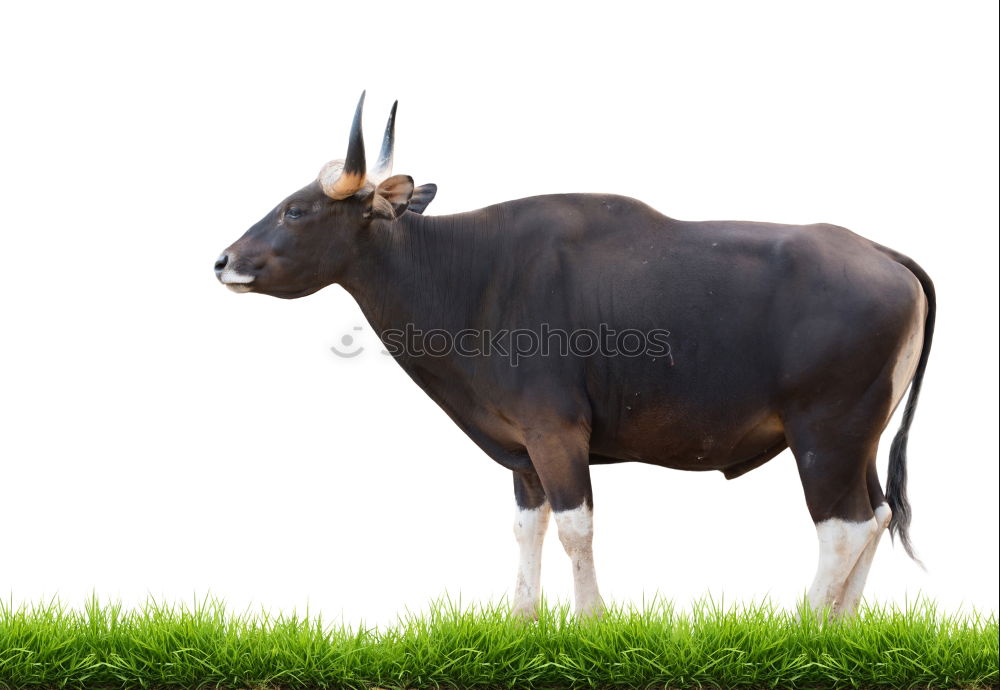 Similar – milky way Cow Agriculture