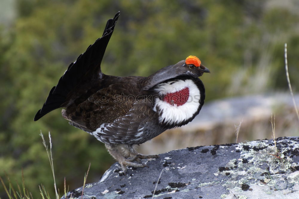 Similar – Image, Stock Photo Rock Ptarmigan Spring