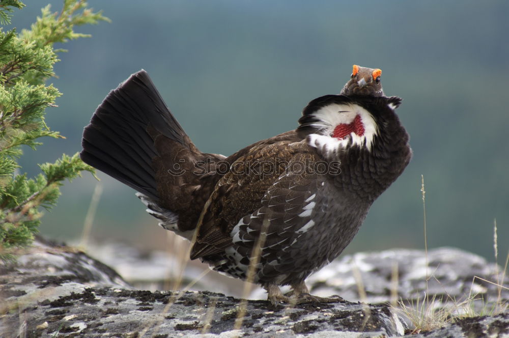 Similar – Image, Stock Photo Rock Ptarmigan Spring