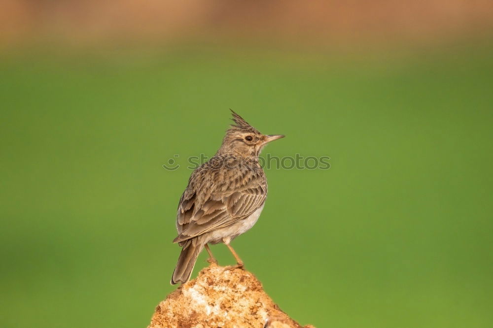 Similar – Beautiful wild bird Life