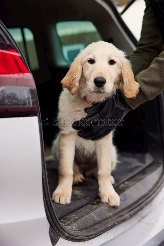 Similar – Foto Bild Wackeldackel Dackel Hund