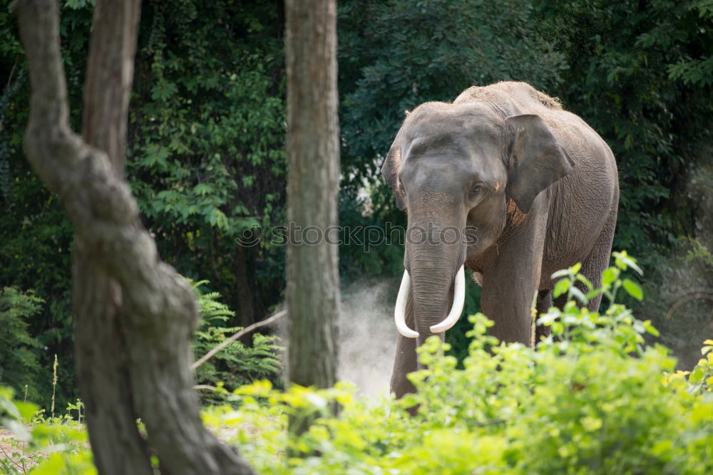 Image, Stock Photo Photo Safari with Elegant Sri Lanka