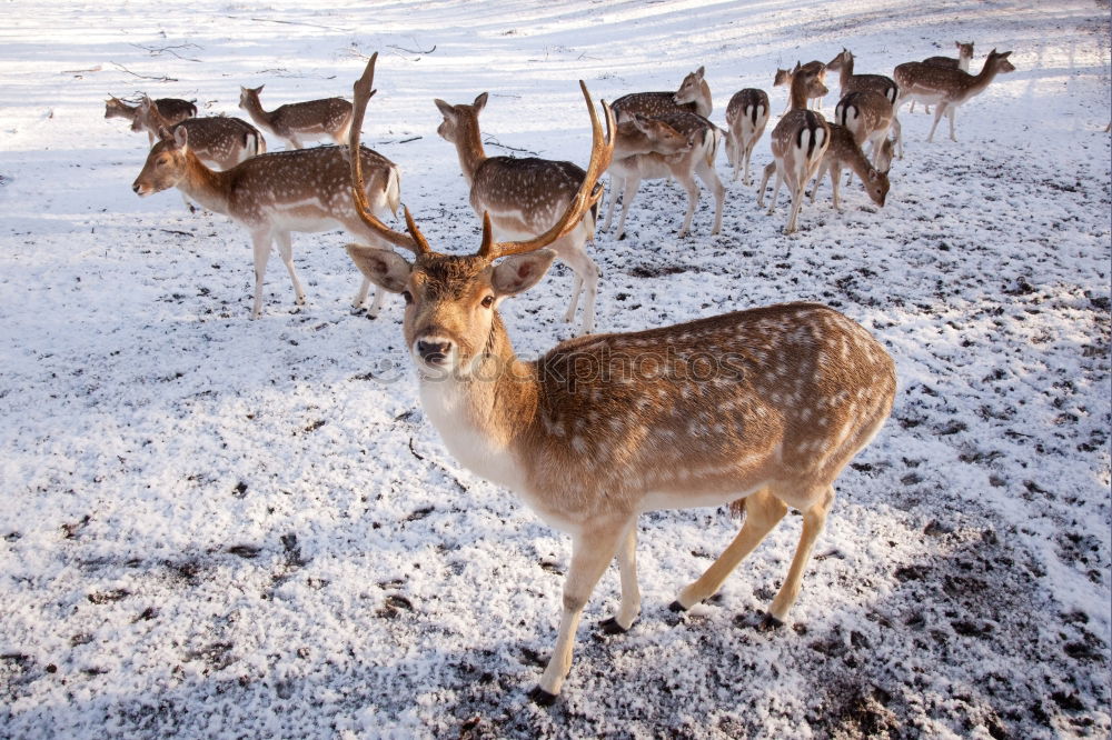 Similar – Bambi Roe deer Enclosure