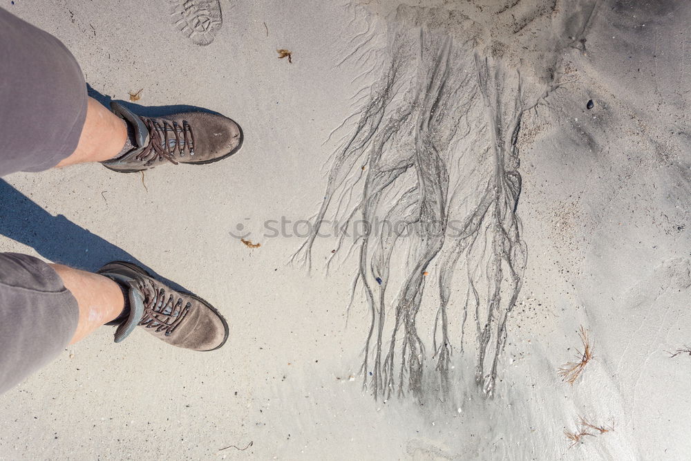 Similar – Wind am Meer weiß Muschel