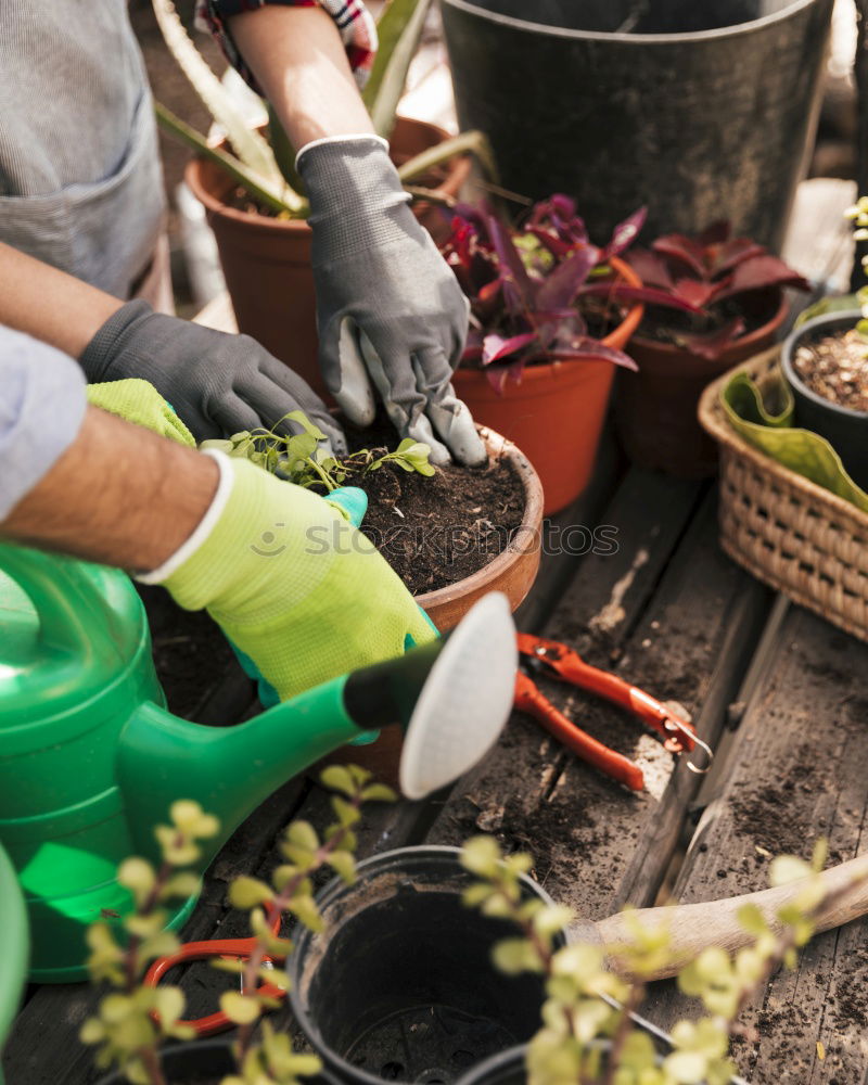 Similar – Image, Stock Photo Woman harvest carrots and beetroot in the garden