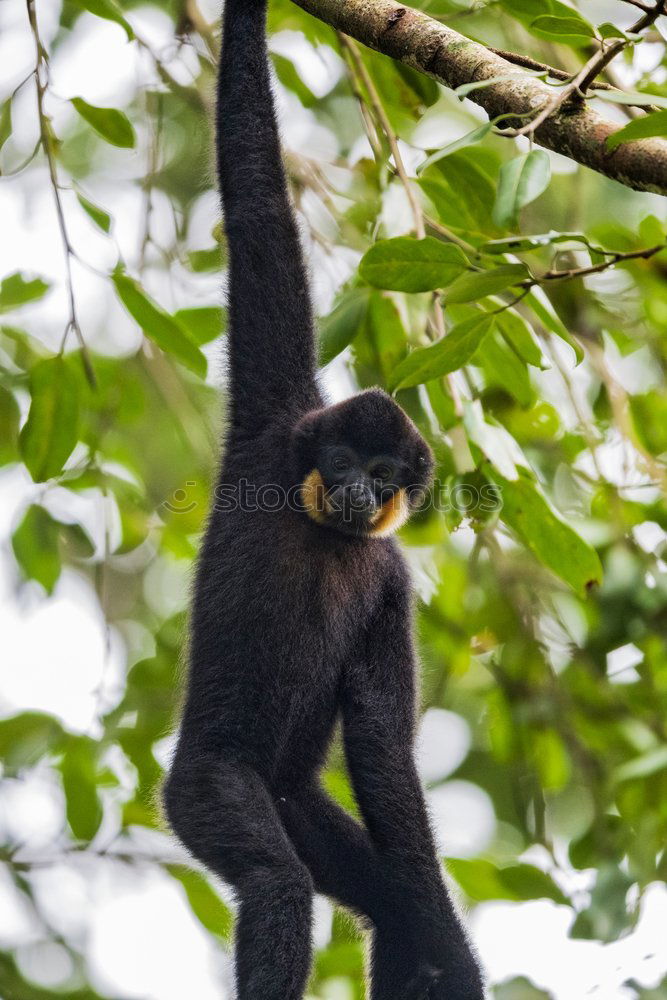 Similar – Sloth in Costa Rica 1