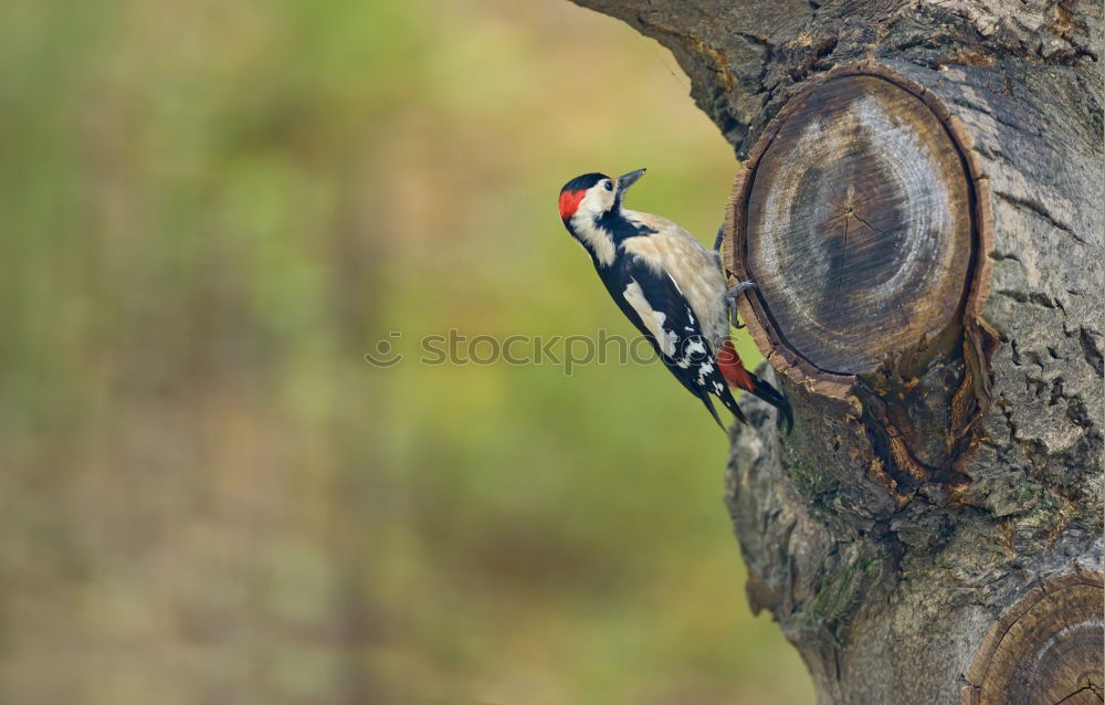 Similar – Image, Stock Photo noise | woodpecker knocking