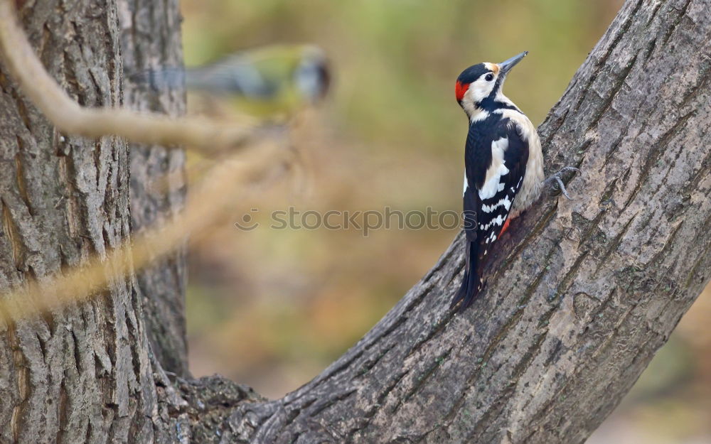 Similar – Little spotted woodpecker looks out of his tree hollow