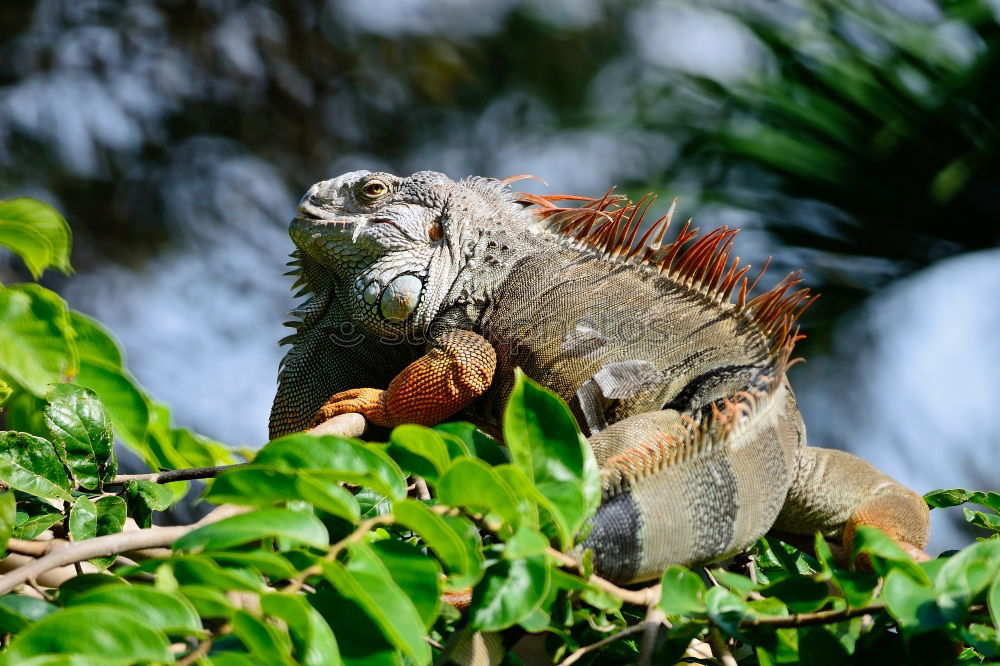 Similar – Image, Stock Photo Close up portrait of green iguana resting on rocks