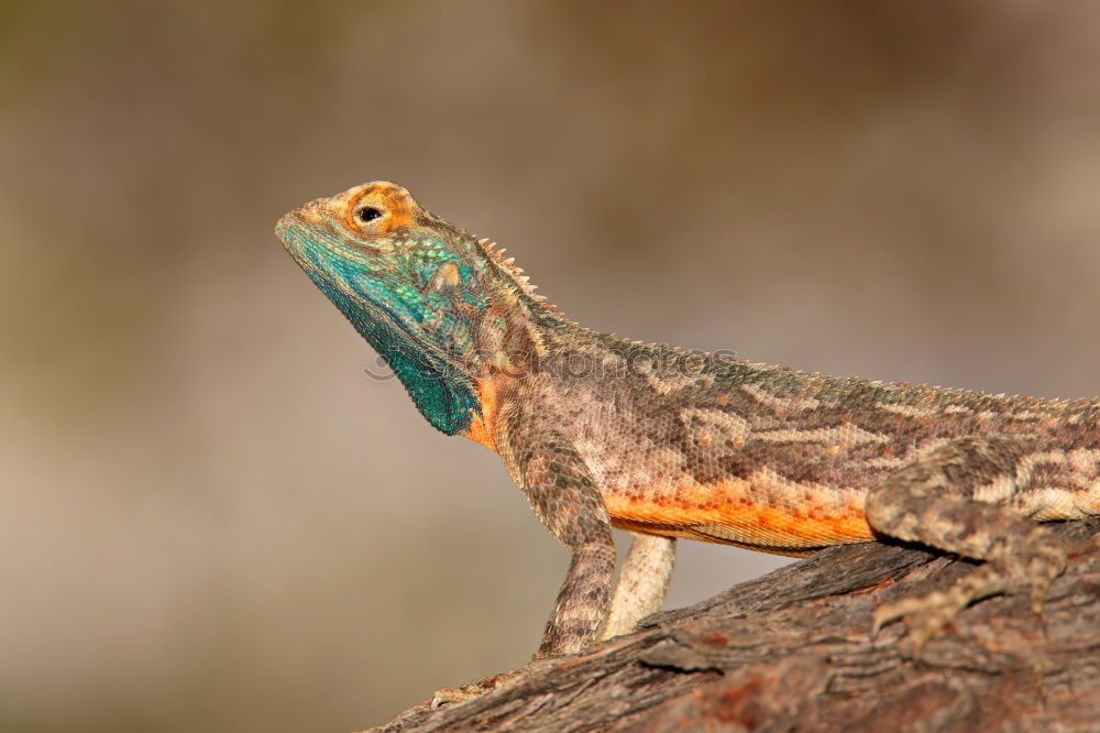 Similar – Image, Stock Photo iguana Vacation & Travel