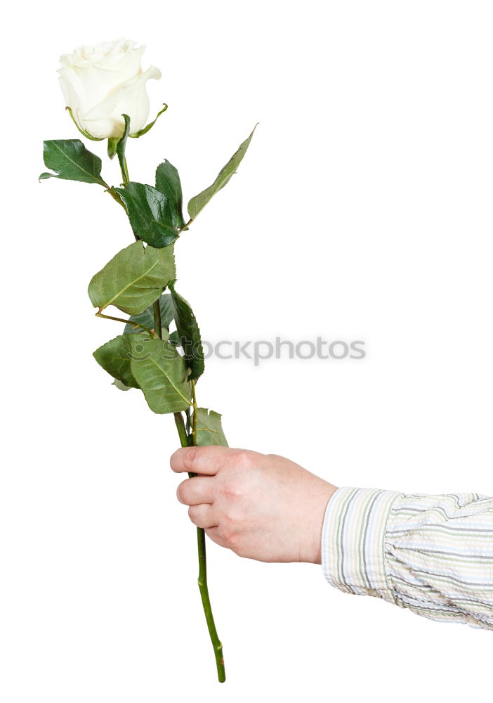 Image, Stock Photo A colourful bouquet