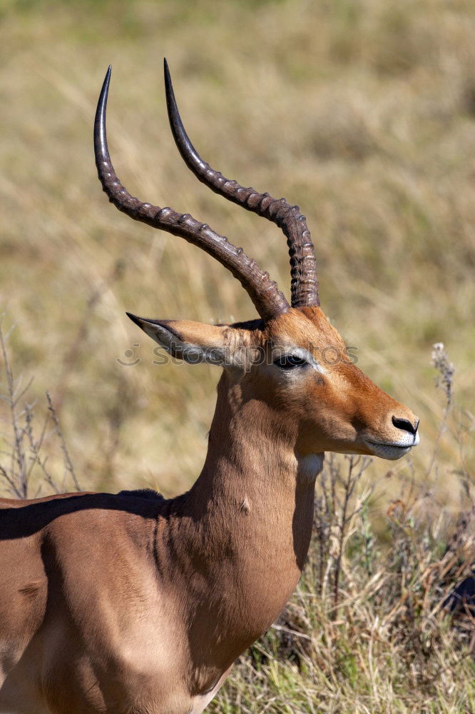 Similar – waterbuck