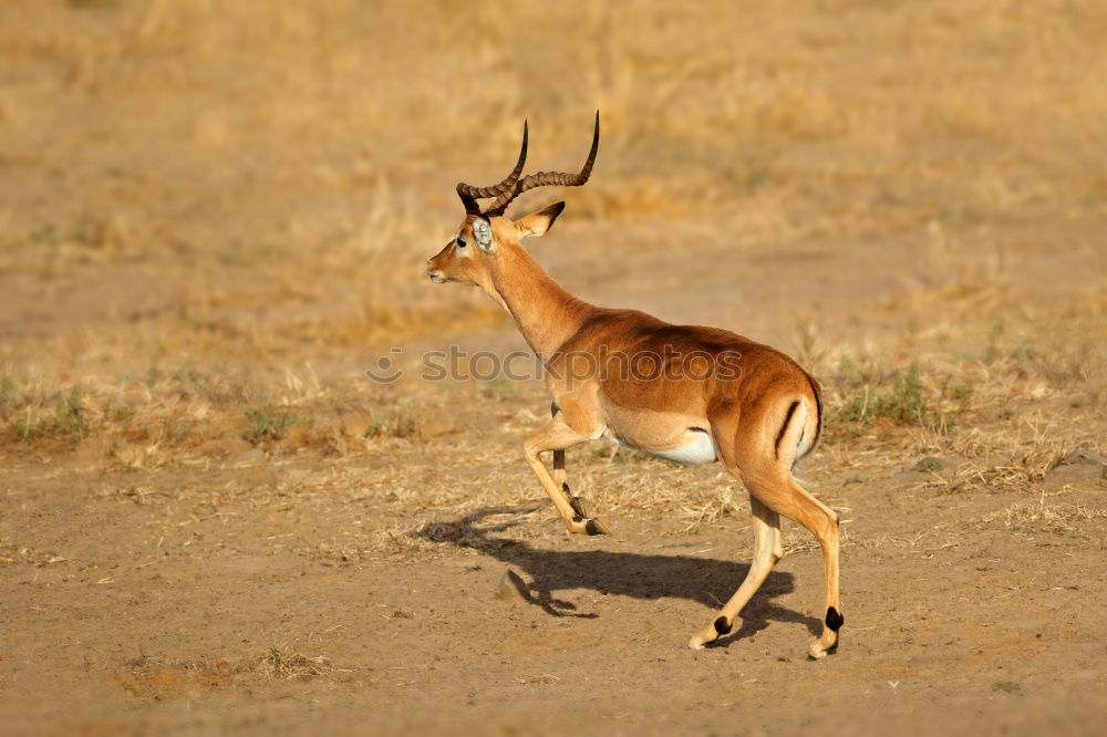 Similar – Thomson gazelles grazing