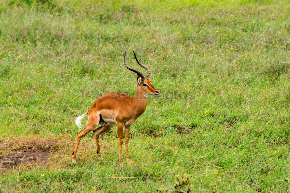 Similar – Image, Stock Photo female bush guib in the savannah