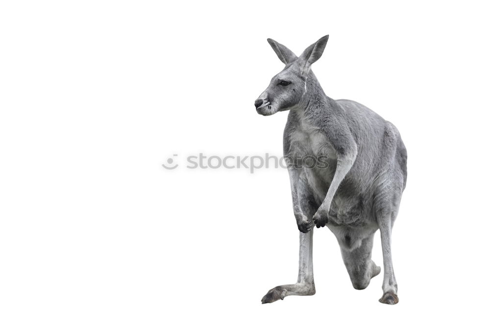 Similar – Image, Stock Photo llama Switzerland Animal