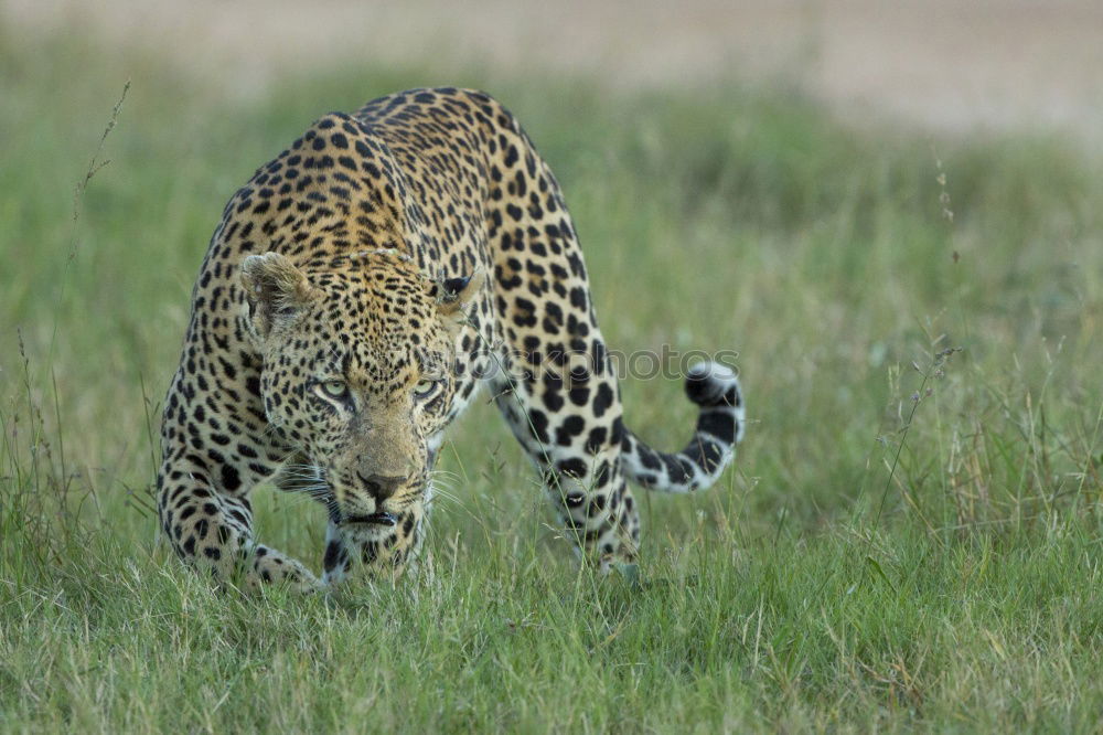 Similar – Cheetah #1 Tourism Safari