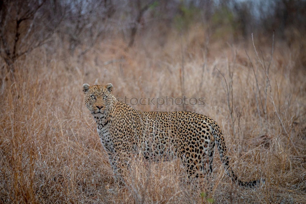 Similar – Image, Stock Photo Starring Cheetah in the Kruger.