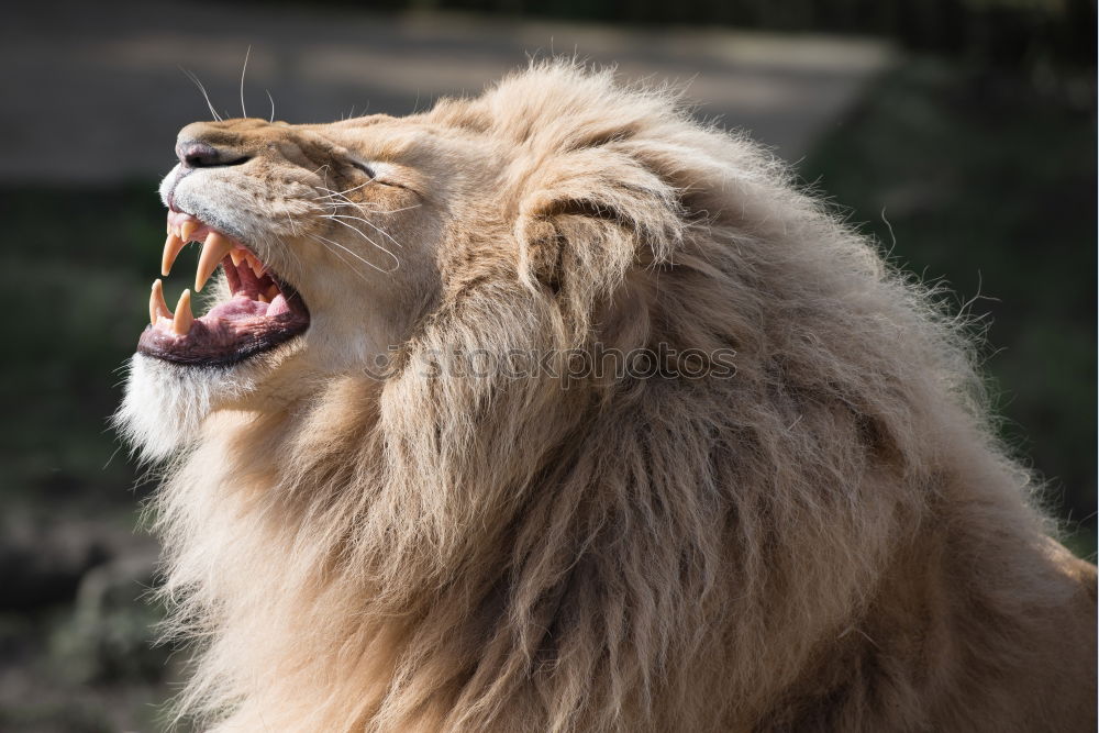 Similar – Roaring Lion Nature Animal