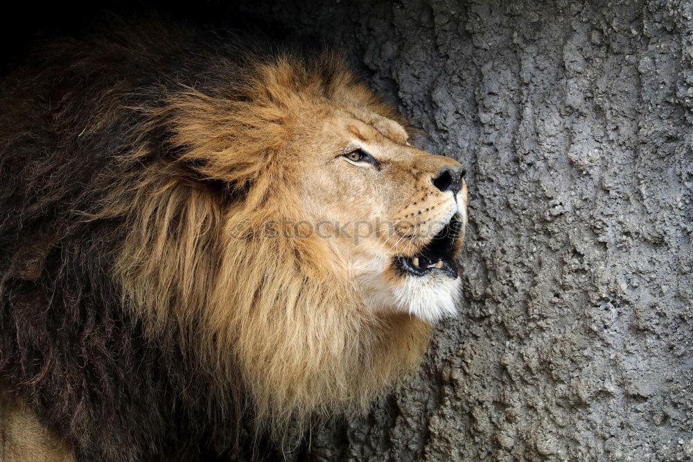 Similar – Close up side portrait of male African lion