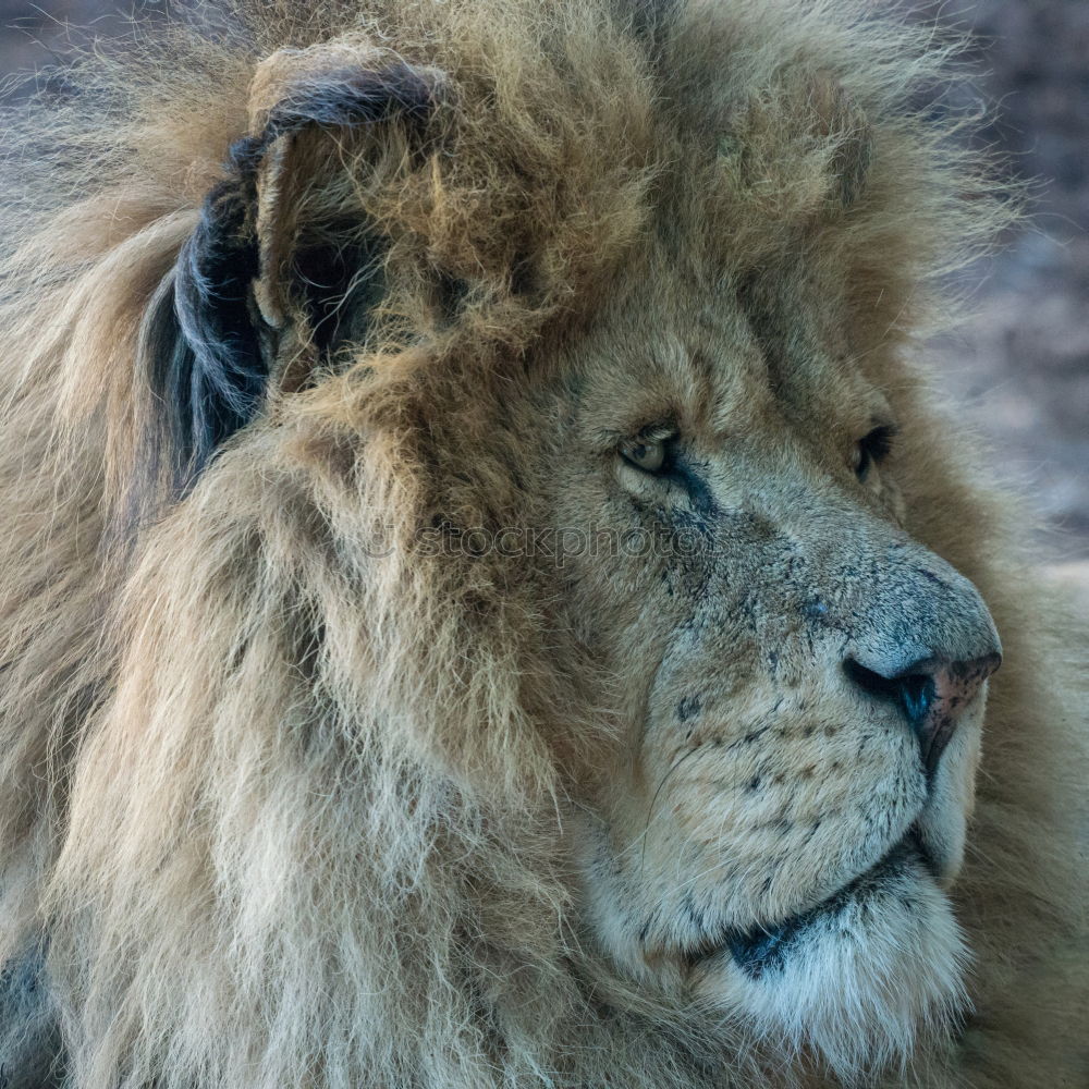 Similar – Close up portrait of male lion looking at camera