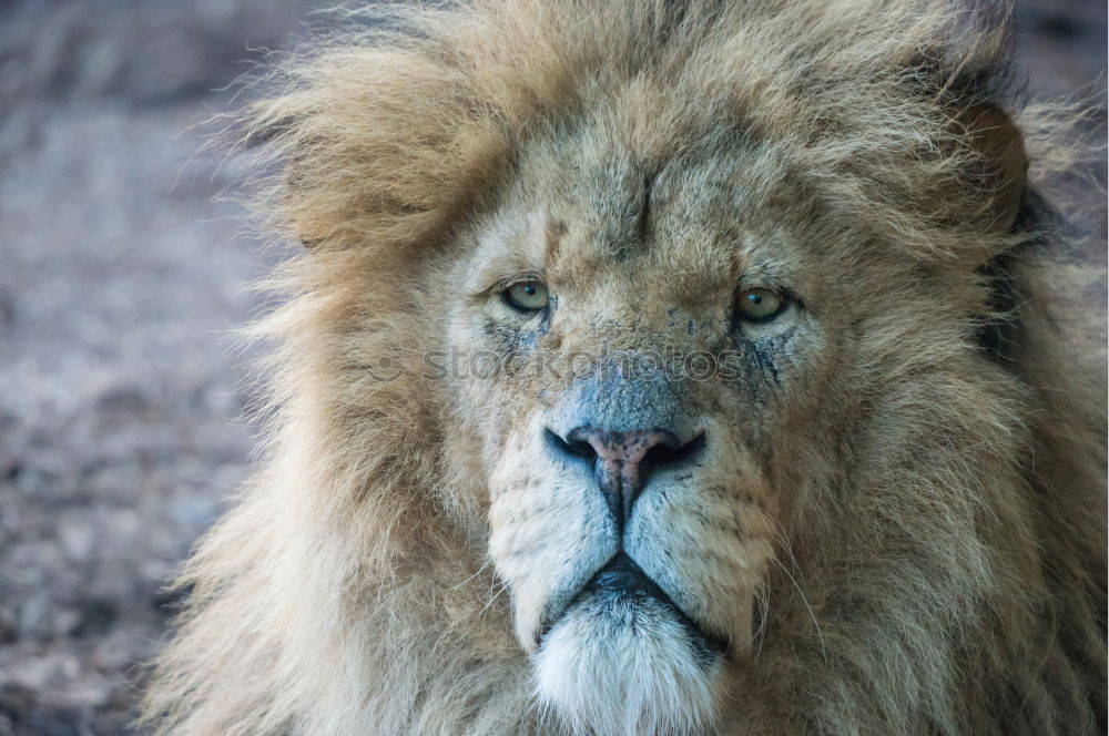 Similar – Close up portrait of male lion looking at camera