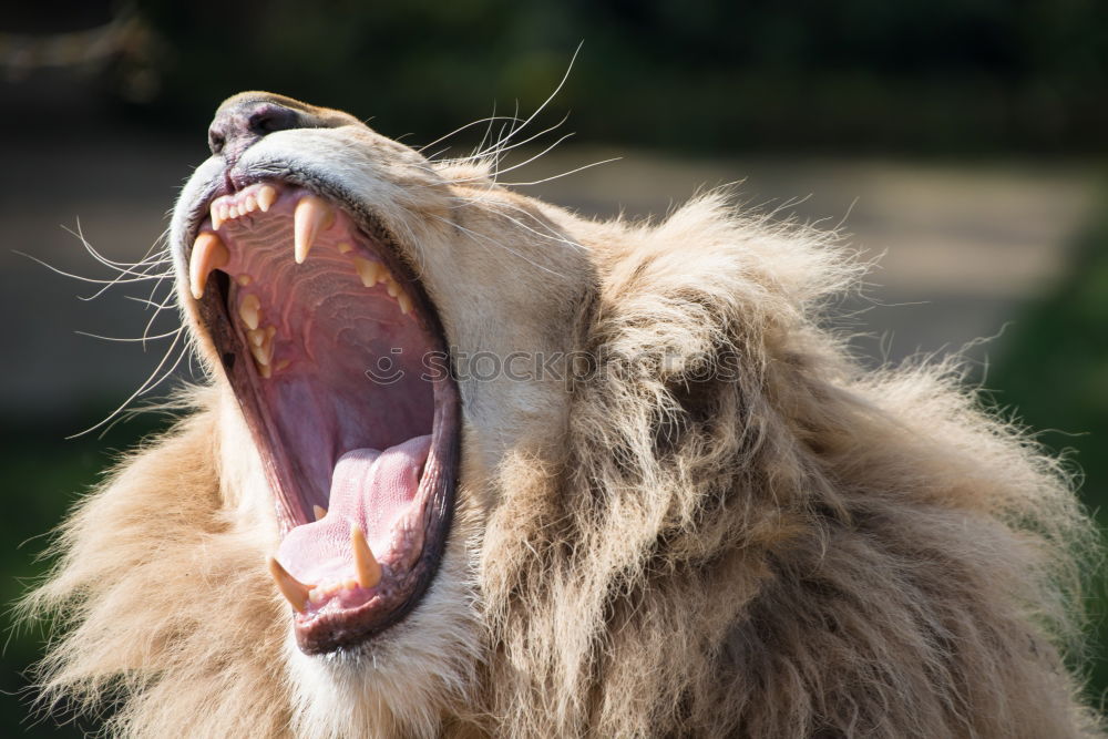 Similar – Roaring Lion Nature Animal