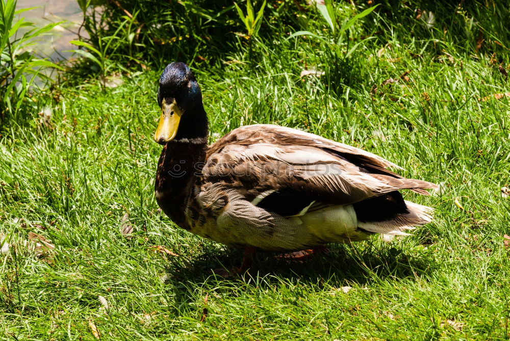 Similar – Image, Stock Photo A drake (I) Environment